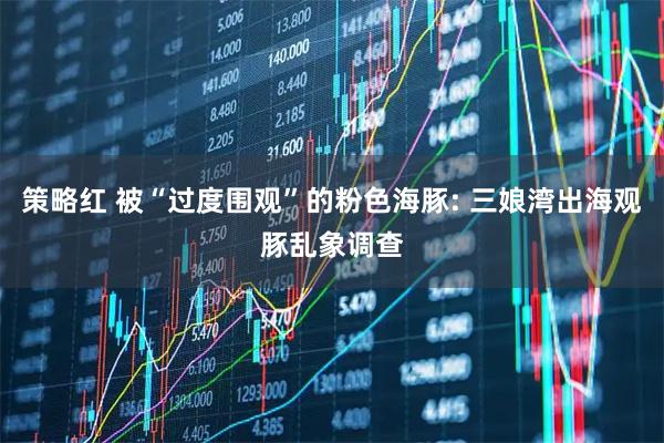 策略红 被“过度围观”的粉色海豚: 三娘湾出海观豚乱象调查